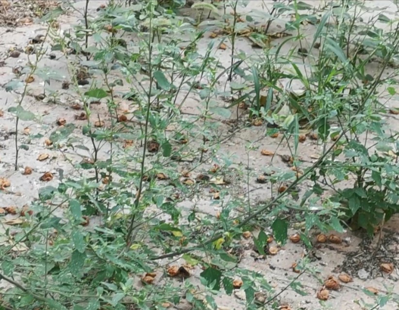 回老家陪爸爸妈妈一起过端午节,带着孩子回家陪他奶奶过端午节