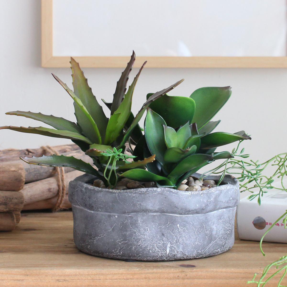 芦荟的根部腐烂了芦荟还可以活吗,库拉索芦荟根部腐烂了怎么办