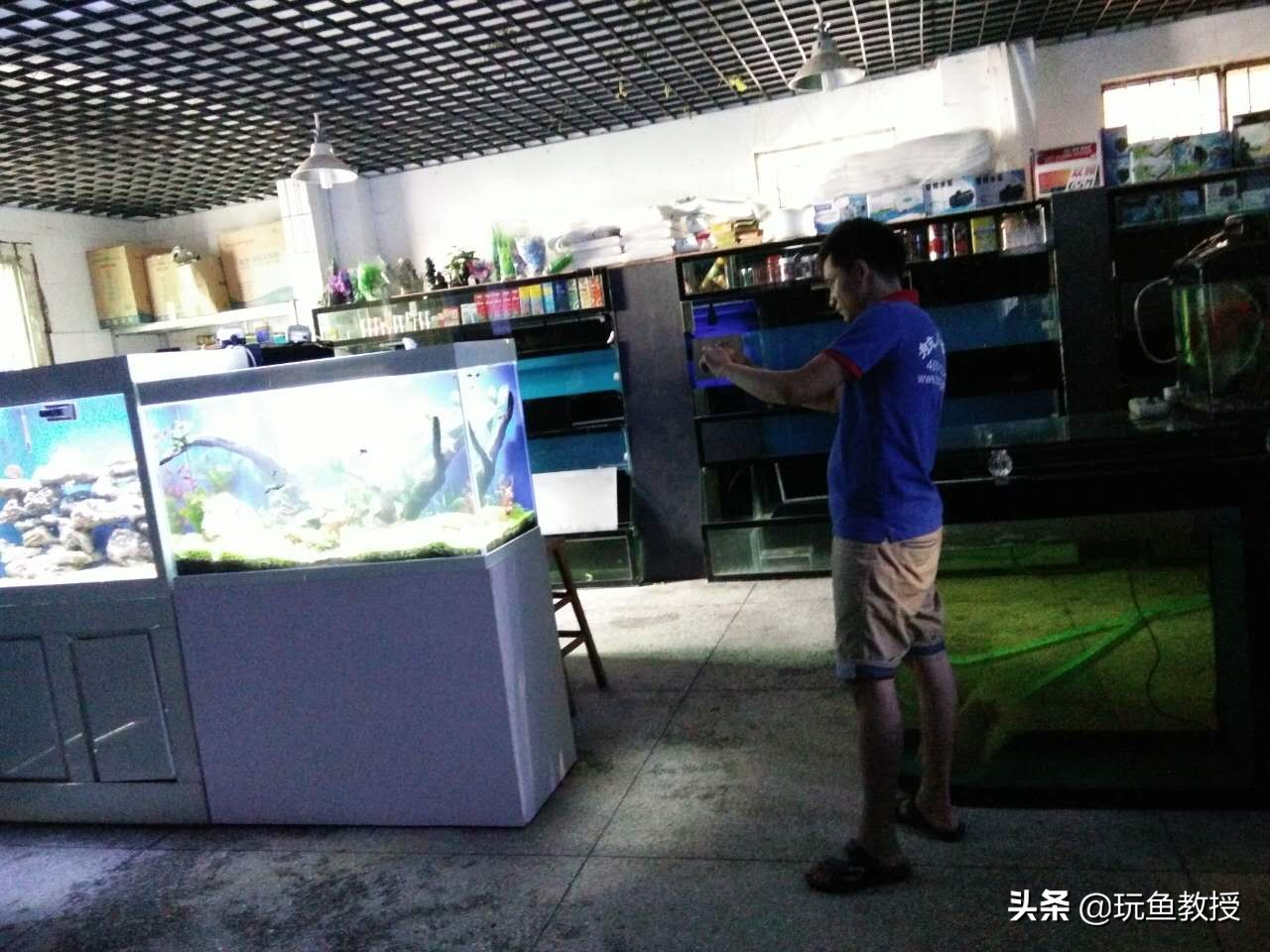 皇冠水草叶子发黄烂掉怎么回事,水草叶子发黄怎么补救最快