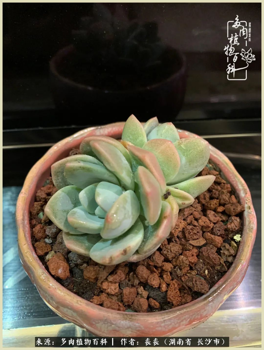 栽花种草的岁月，万物生长之阴晴圆缺