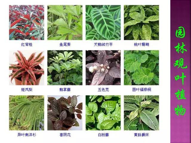 花卉大全500种观叶植物名称,1332种常见花卉植物图谱