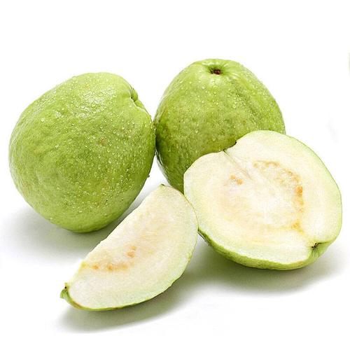 桃金娘科树番樱属代表植物,赤楠桃金娘科蒲桃属植物