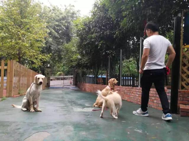 阿拉斯加被领养后又遭罪,面庞皮肤坏死,领养时四点条件不能少!