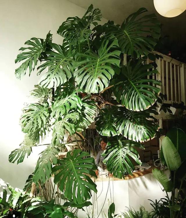 长了二十年的芦荟,龟背竹芦荟