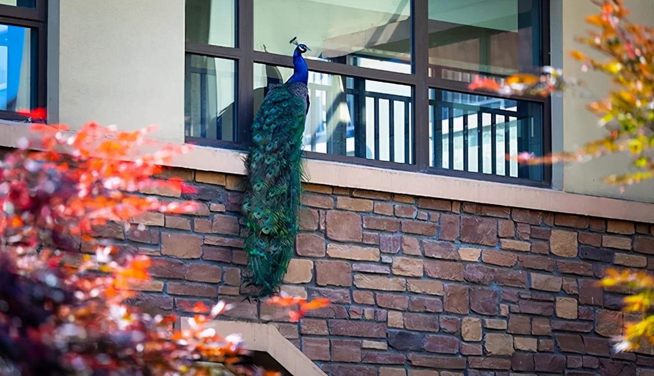 安吉君澜度假酒店周围有什么景点,安吉君澜度假酒店团购