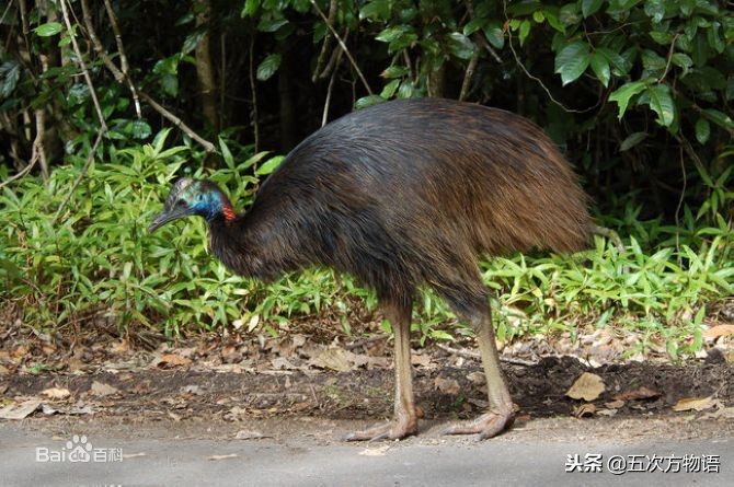 非洲鸵、澳洲鸵、美洲鸵和鹤鸵，傻傻分不清