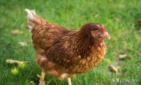 绿壳蛋鸡哪个品种性能好值得养殖,绿壳蛋鸡养殖前景怎样啊