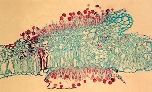 菜豆锈病药剂防治方法有哪些,菜豆锈病最适宜发生的条件有哪些