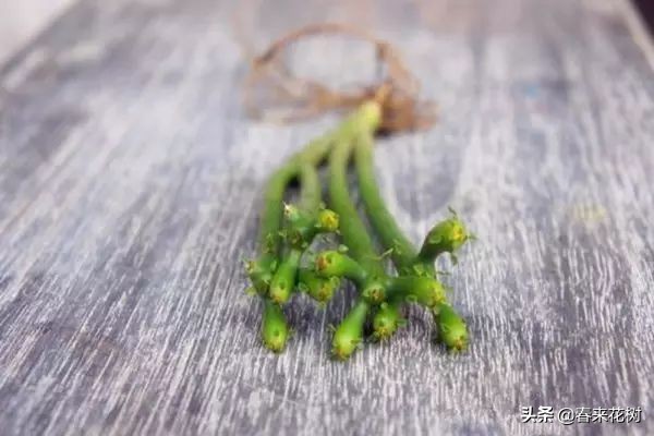 光棍树养殖方法,招财光棍树怎么样扦插