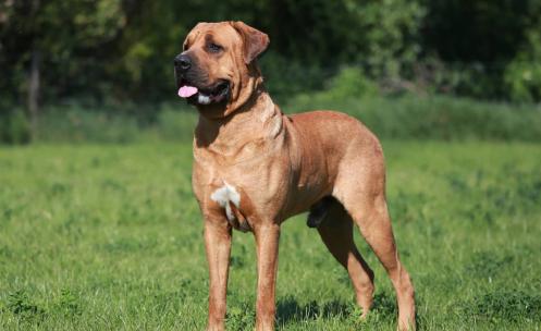 十种烈性犬,这七种烈性犬遇到千万要避开