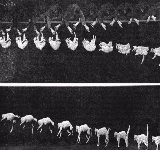 猫跳楼摔不死,猫咪跳楼真的摔不死吗