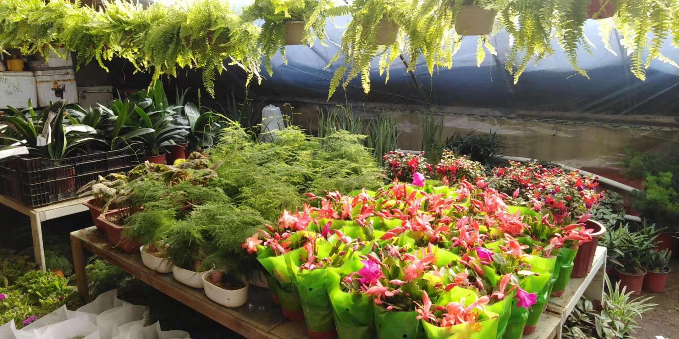 沈阳花卉市场扔花的地方,沈阳花卉市场