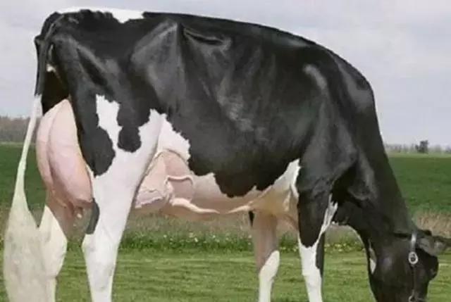 世界十大不寻常宠物,全球最稀有的宠物