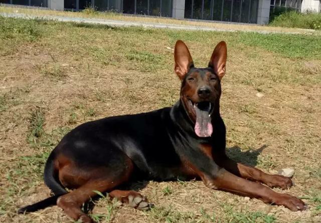 中国比较凶猛的犬,中国被公认的最凶猛的犬