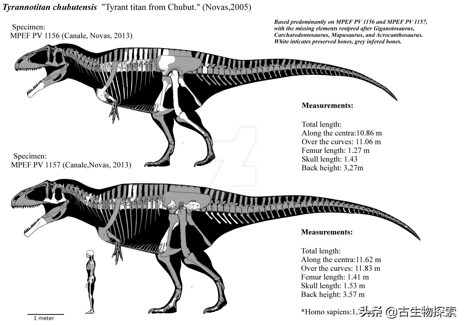泰坦龙是最大的恐龙吗,世界上最高的恐龙是泰坦巨龙吗