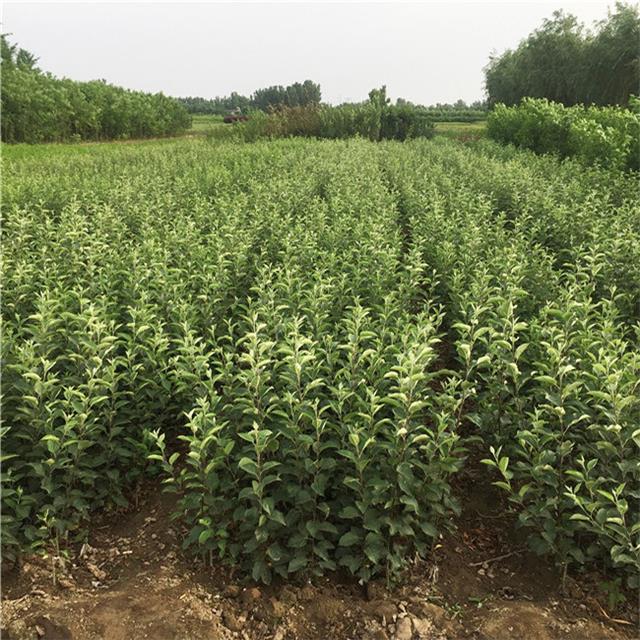 盛昌苗木,盛昌果品园