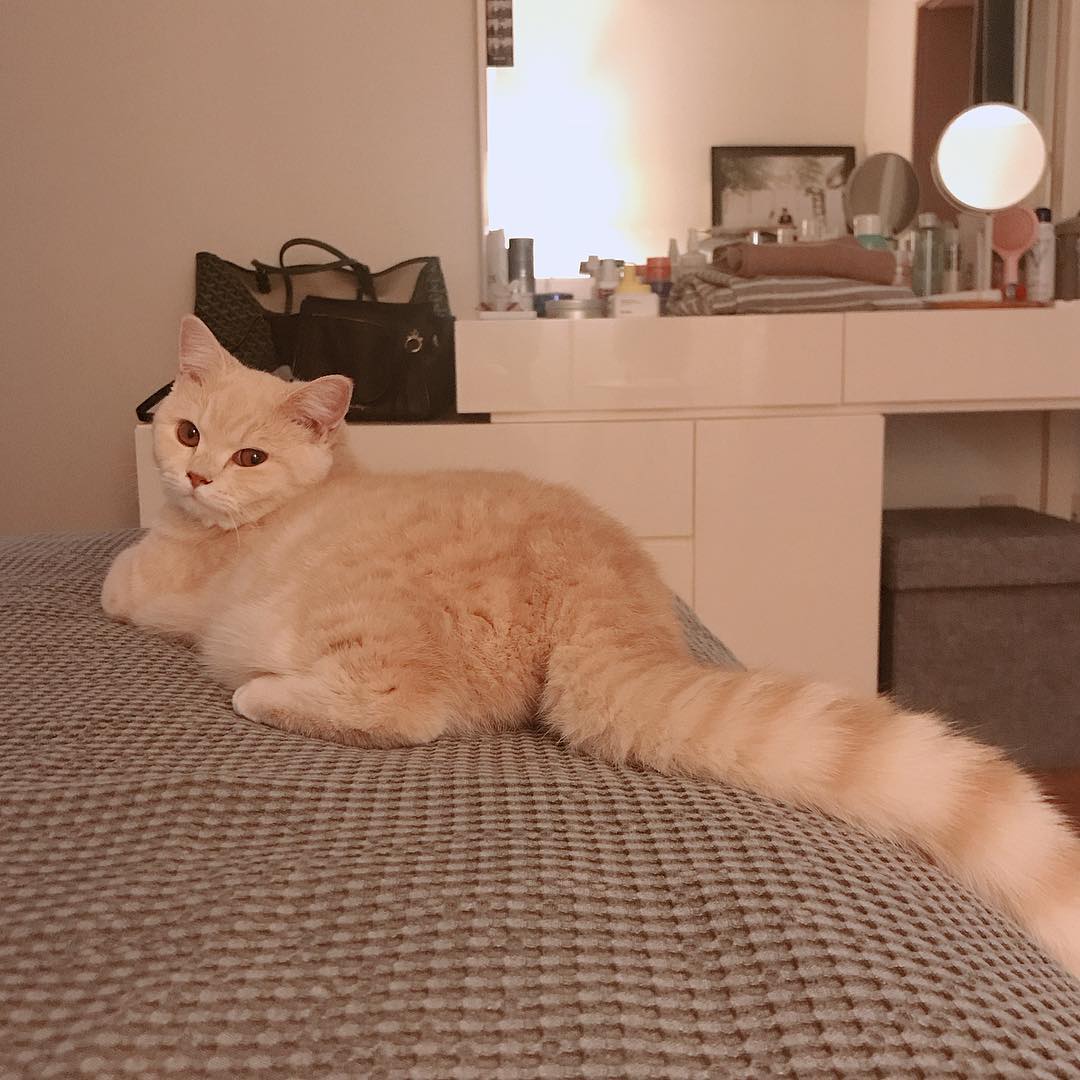 养猫怎么解决家里到处是毛,家里养猫大小便怎么解决