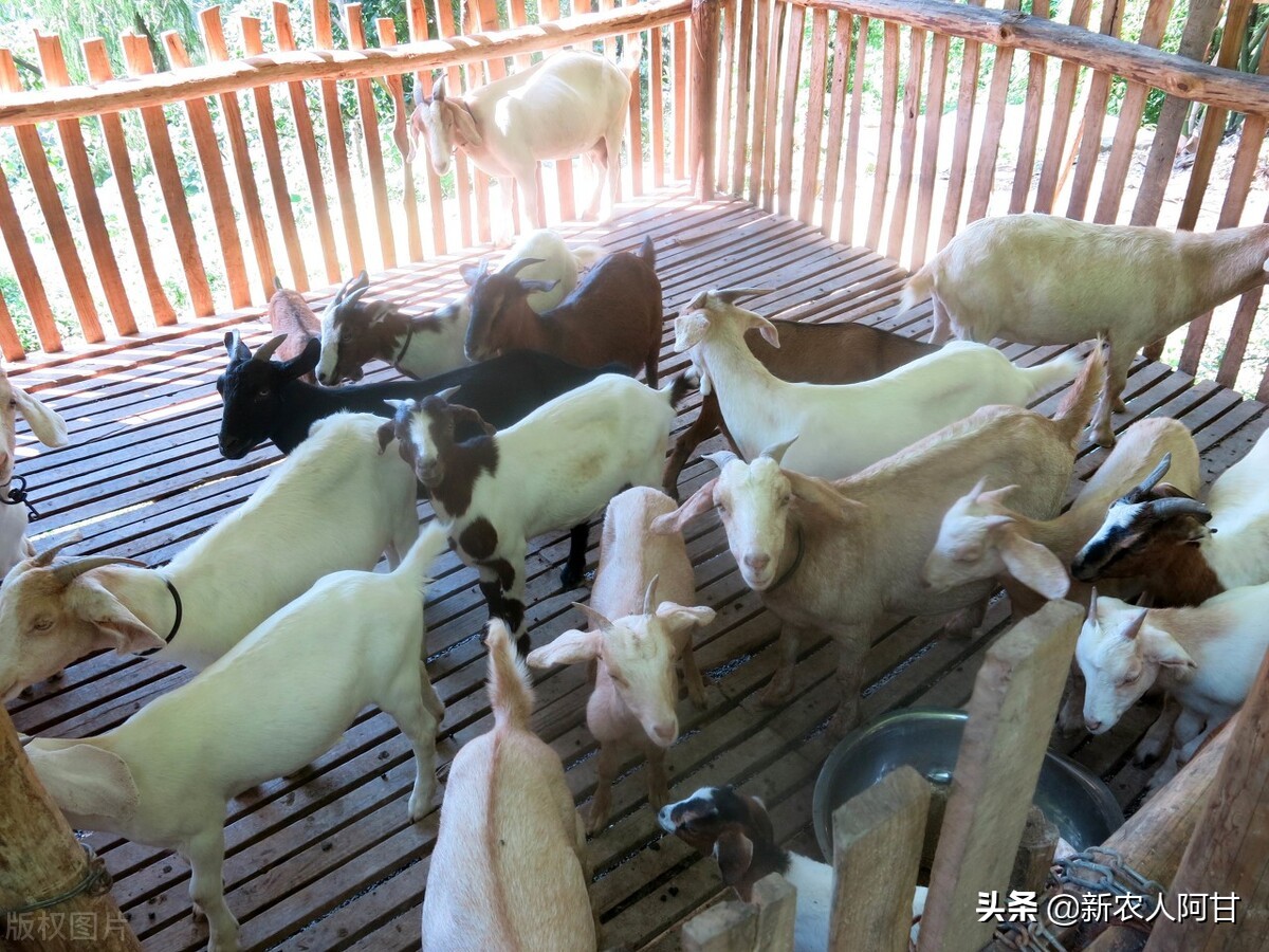 新手养羊筹划方法,如何养羊利润最大化