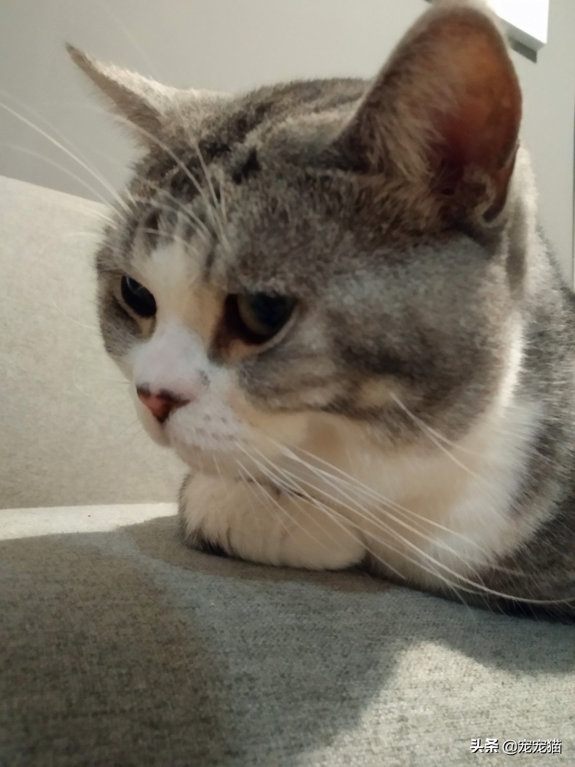 猫咪绝育居然对颜值好，没想到吧？鼻子色素沉淀了解一下