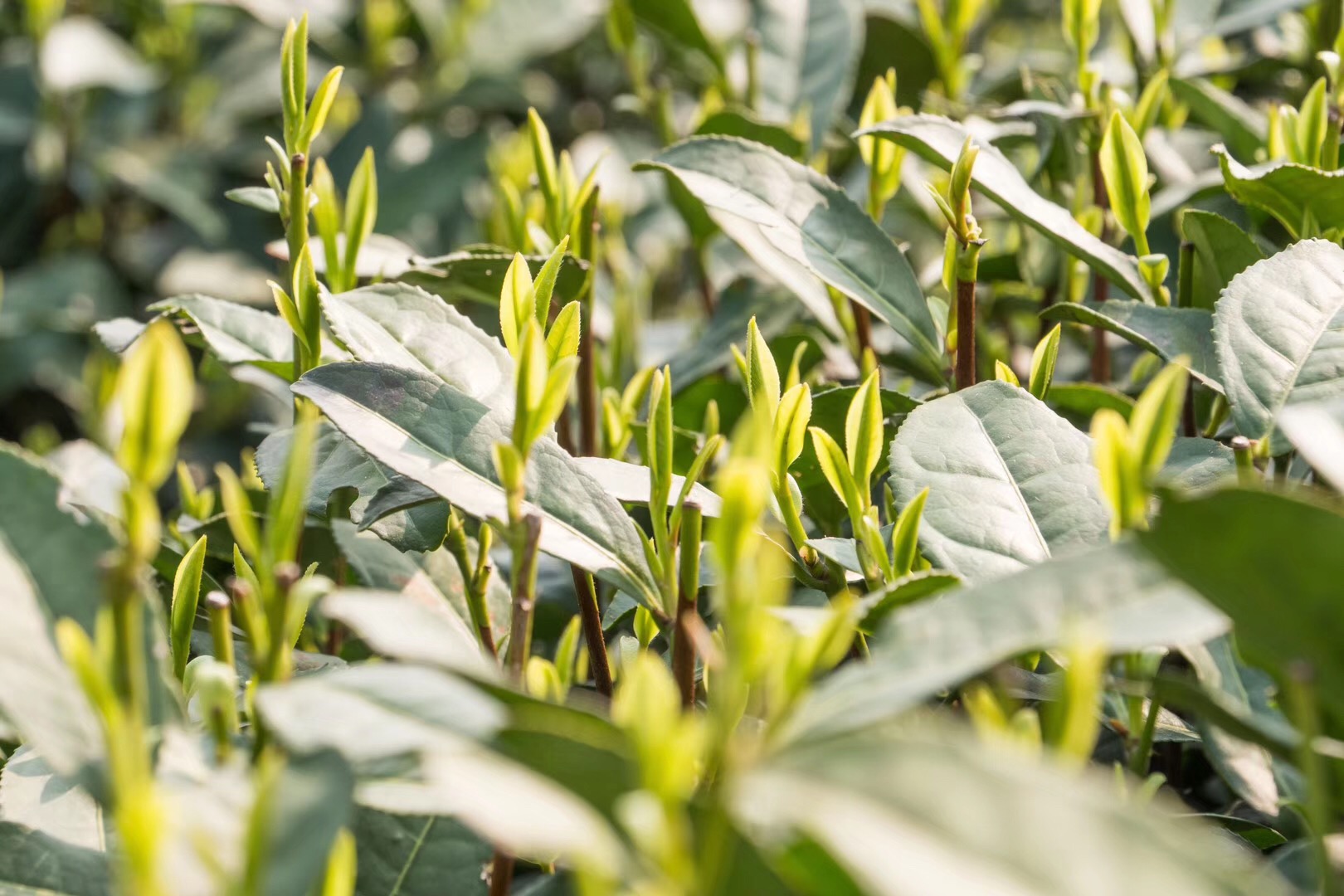 西湖龙井茶怎么冲泡,西湖龙井茶冲泡时间表