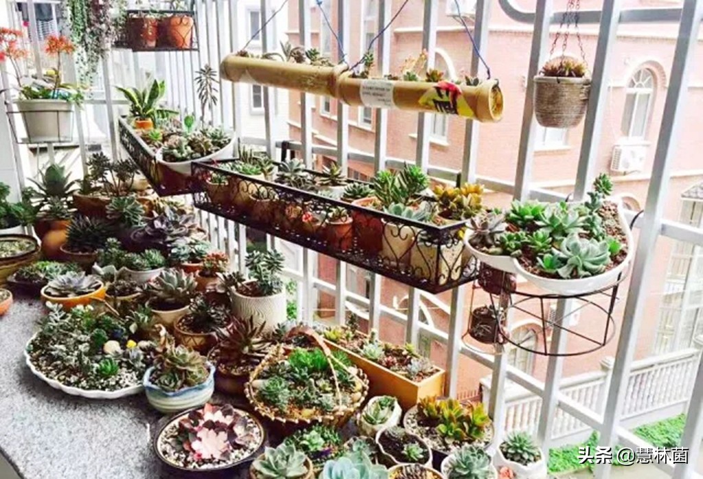 不同的多肉配不同的土，多肉配土秘籍大全