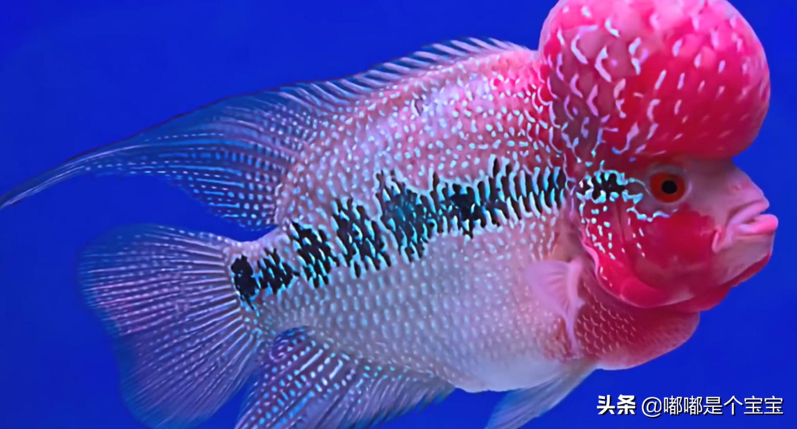 最恐怖的五种杂交生物,科学家搞出来的神奇杂交物种