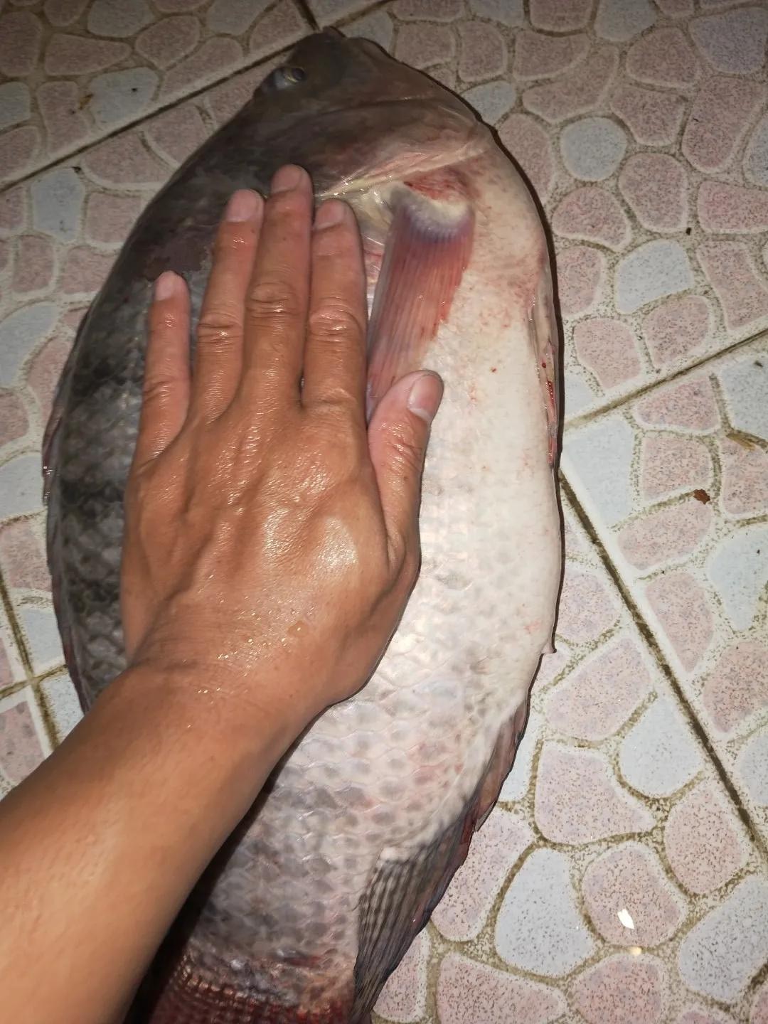 自制冷冻饵实战效果,罗非自制冻饵用什么收水