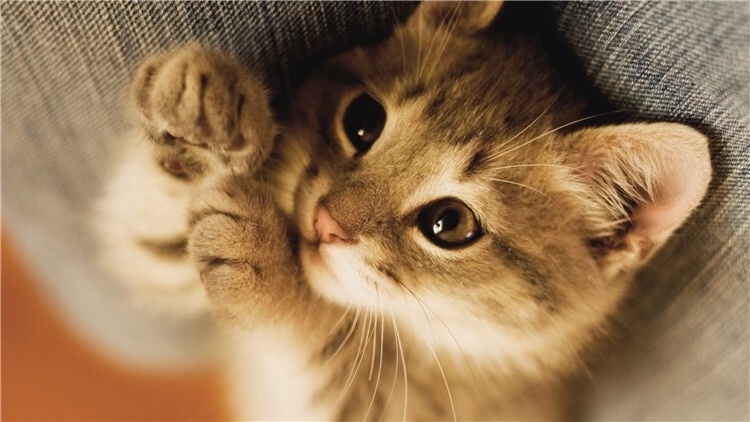 猫咪头部受伤结疤如何防止抓破,猫咪后腿受伤骨头露出来了怎么办