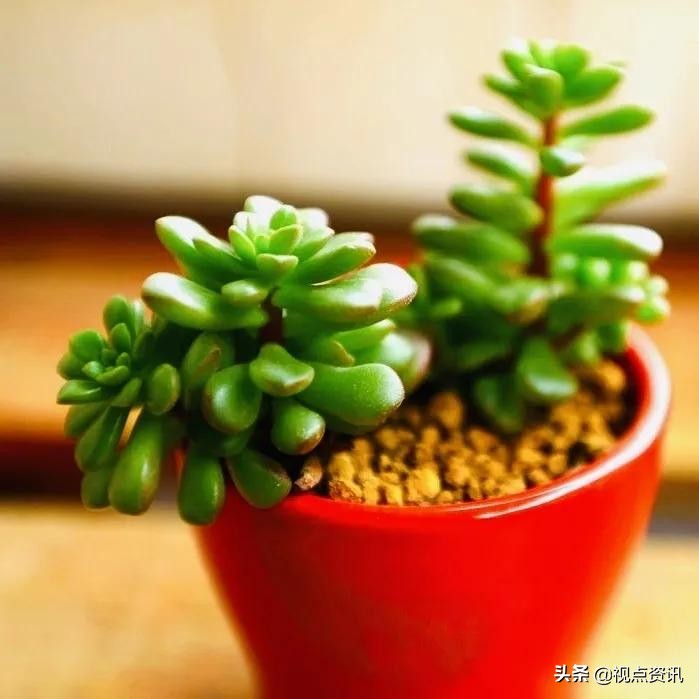 彩色的梦书法家,彩色的梦清华附小