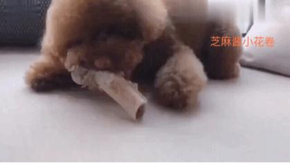 泰迪狗狗护食的正确教育方法,狗狗护食咬人行为纠正方法