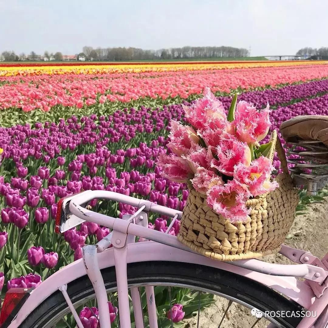 西柚慕斯郁金香花语,蕾丝郁金香花语