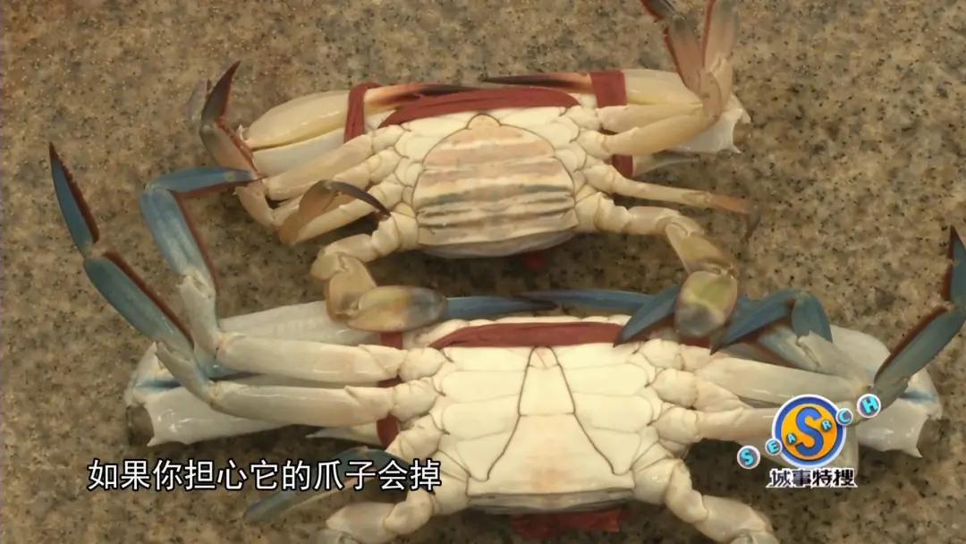 怎么挑选肥美的大闸蟹公蟹,秋季吃蟹指南