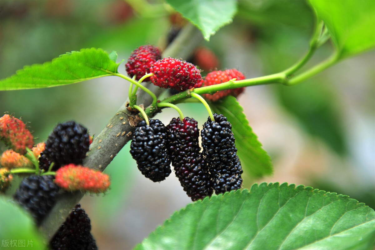桑树发展前景怎么样,桑树种植前景和利润