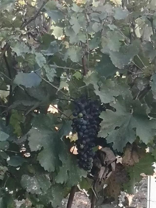 中粮华夏长城,中粮长城葡萄酒加盟官网