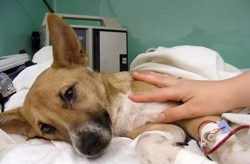 犬瘟病毒在室温下存活多久,狗狗感染犬瘟病毒症状