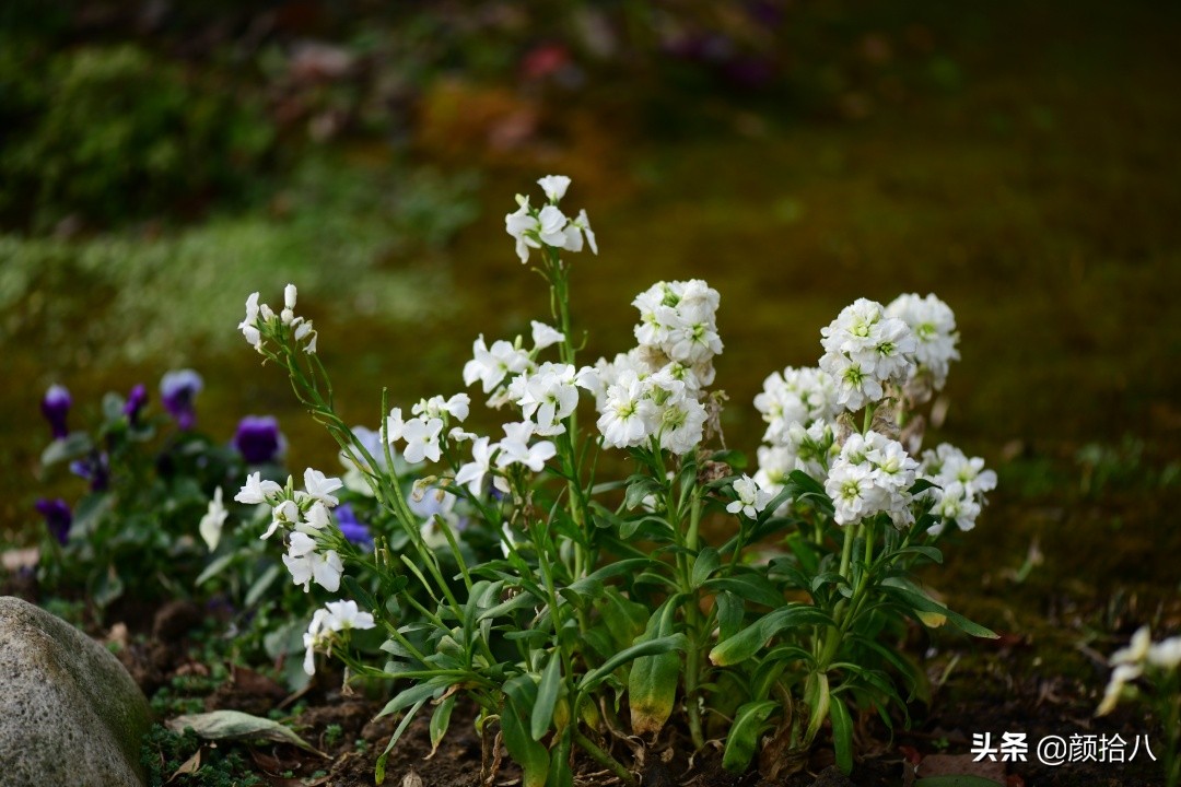 零下9度来袭，花园里的绿色是那么动人|园丁