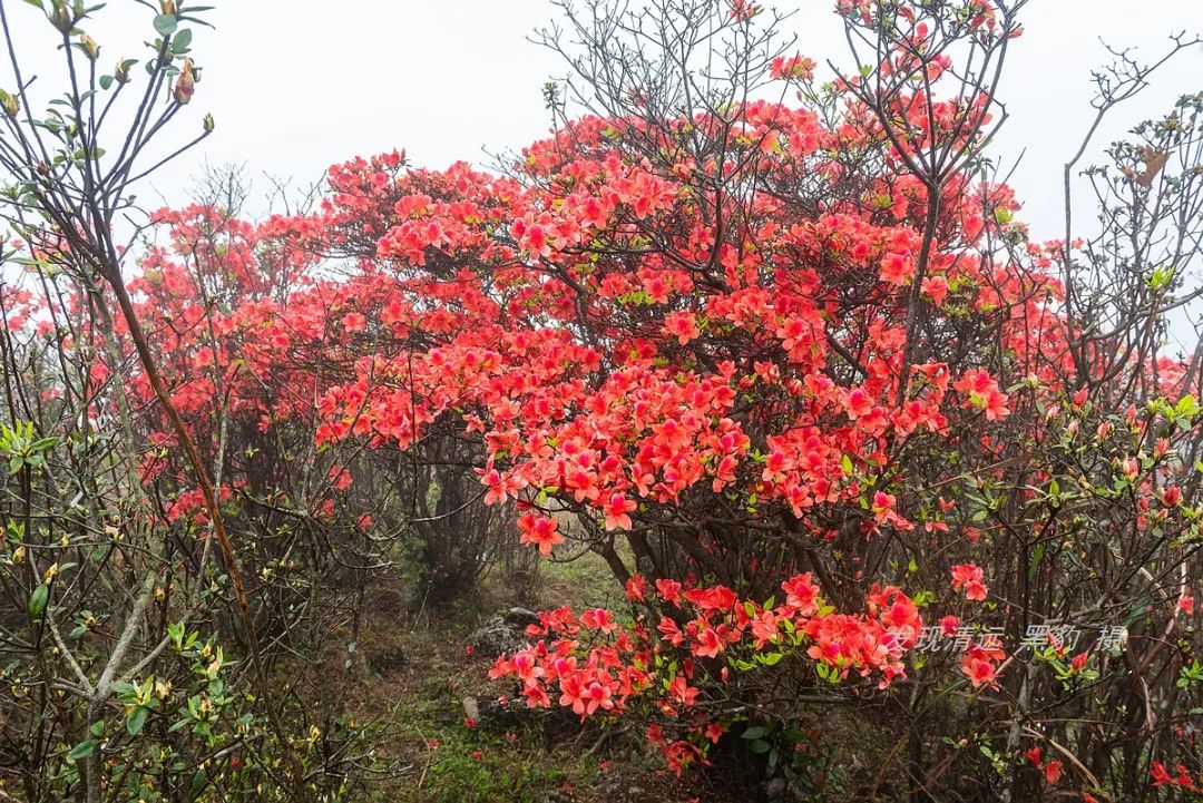 在天露山杜鹃花海丛中劲跳广场舞，这帮广东大妈又火了