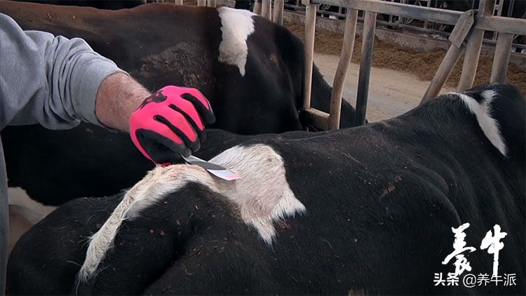 美国牧场育种程序,美国牧场怎么经营