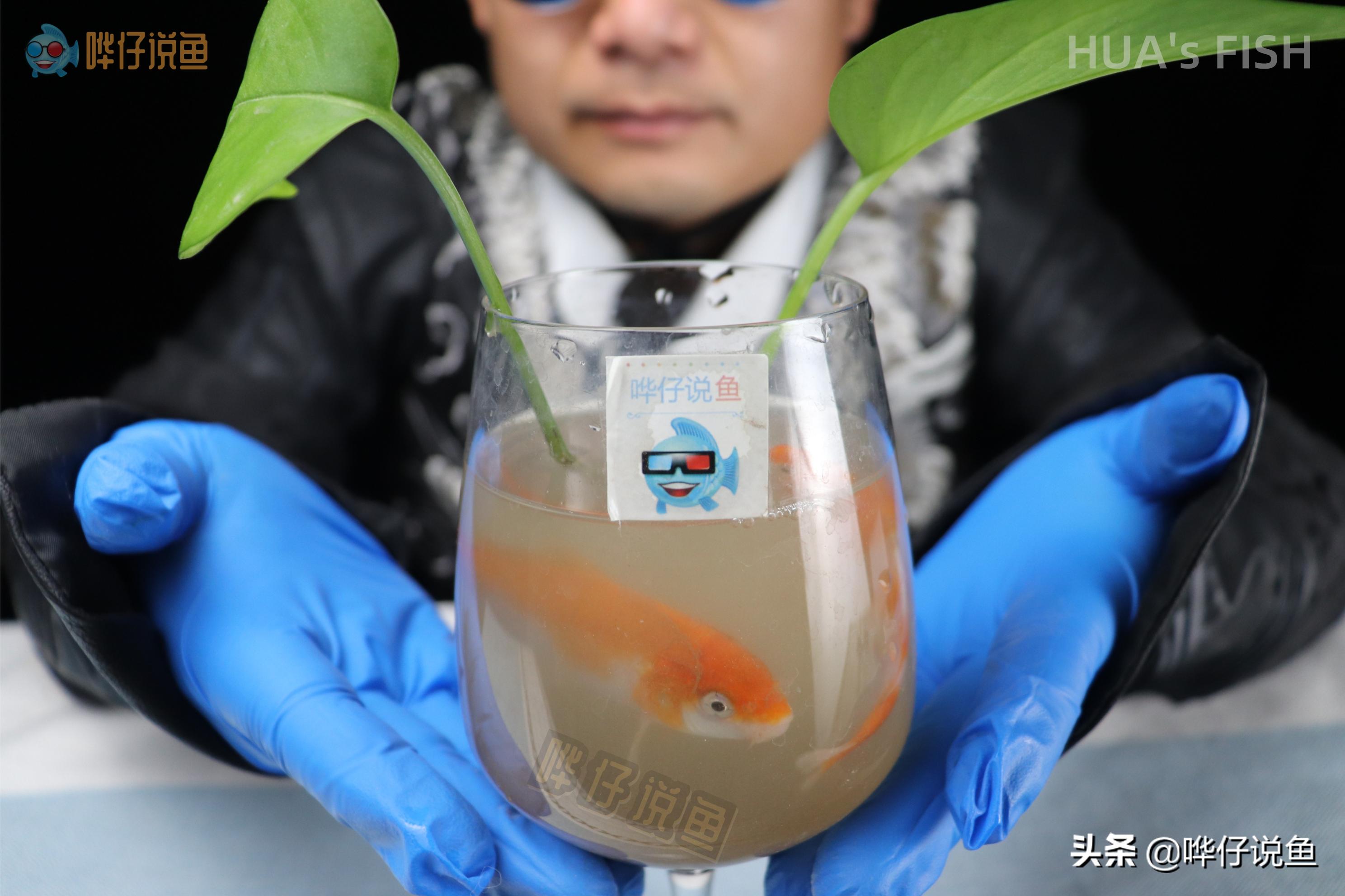 怎么测鱼缸的水质适不适合鱼生存,鱼缸水质需要检测哪些数据