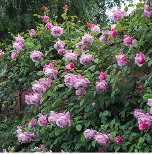 100种月季经典品种,100种经典月季品种