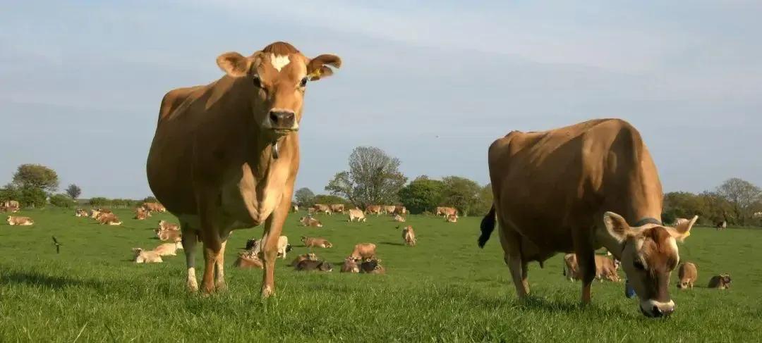 徐晓波认养一头牛创始人董事长,认养一头牛徐晓波是哪里人