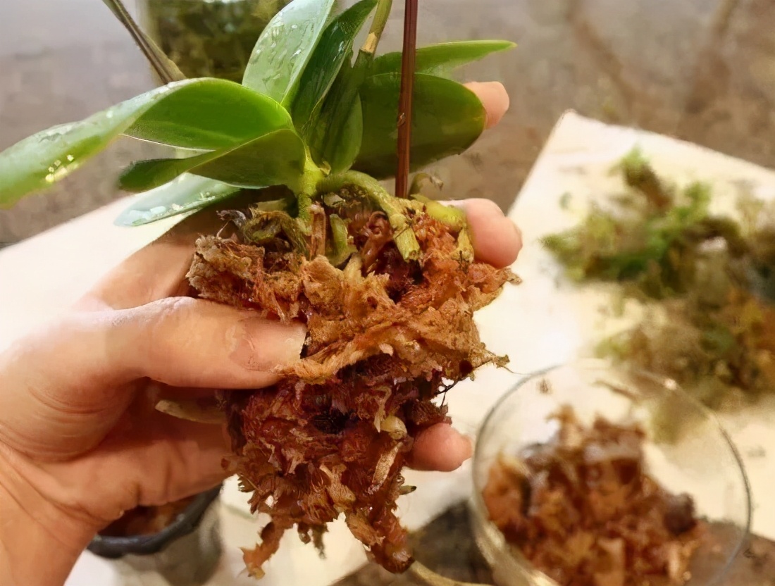 用水苔养花的6大好处，烂根植物轻松救活，枯萎的多肉能重新生根