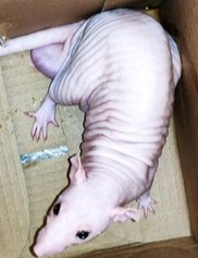 都知道无毛猫,你见过无毛花枝鼠么?裸鼠虽好养,功得要做足