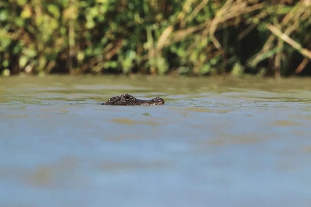 藏羚羊30万一只,藏羚羊30万只了为啥还濒危