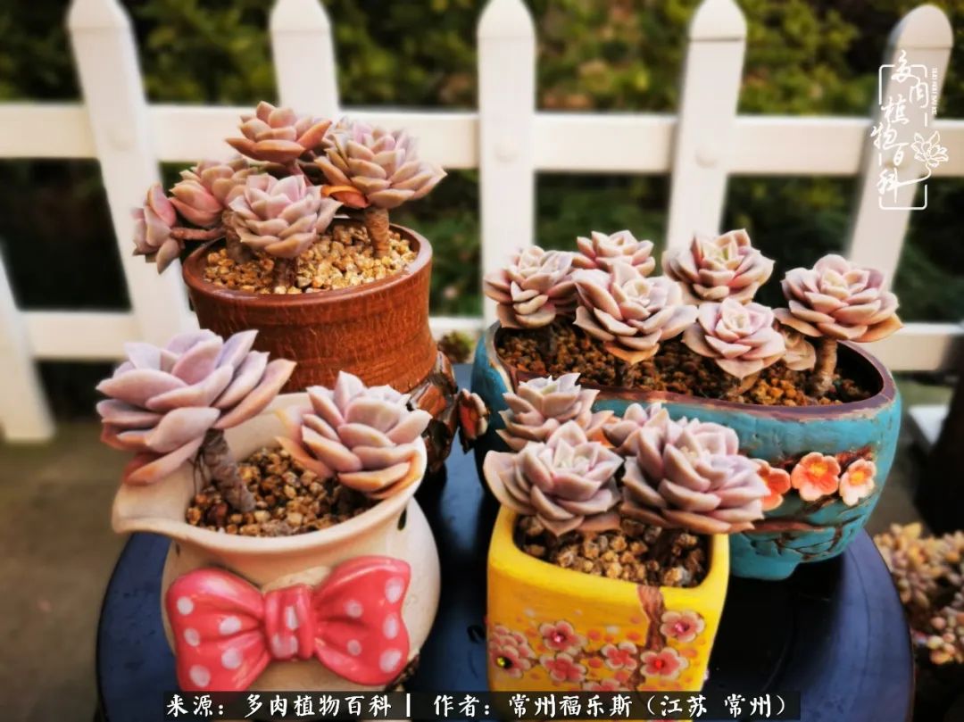 多肉是一处景物吗,多肉也有一道靓丽的风景