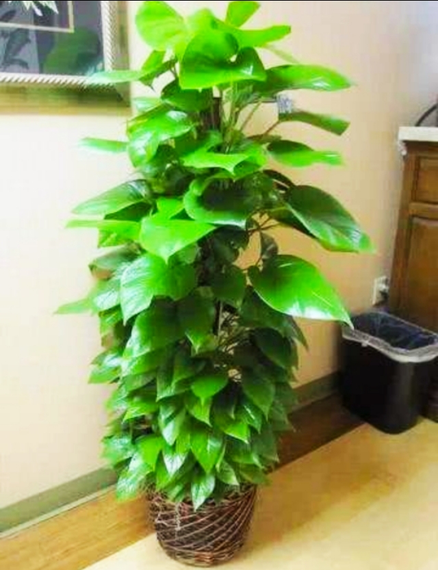 适合青年人养的绿植,适合懒人养的绿植非常容易活