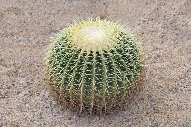 3岁孩子误食了药物属于意外吗,小孩误食绿植肥料怎么办