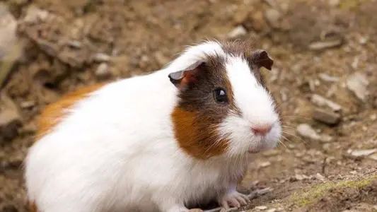 遇到惊吓便流产！天竺鼠胆子到底有多小？为啥会如此胆小呢？