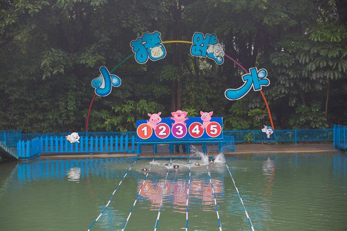 长隆飞鸟乐园湿地精灵,长隆飞鸟公园一日游攻略