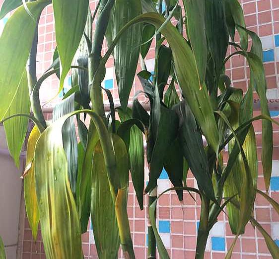 富贵竹天气太冷能救活吗,富贵竹冬天里冻死了怎么把它救活